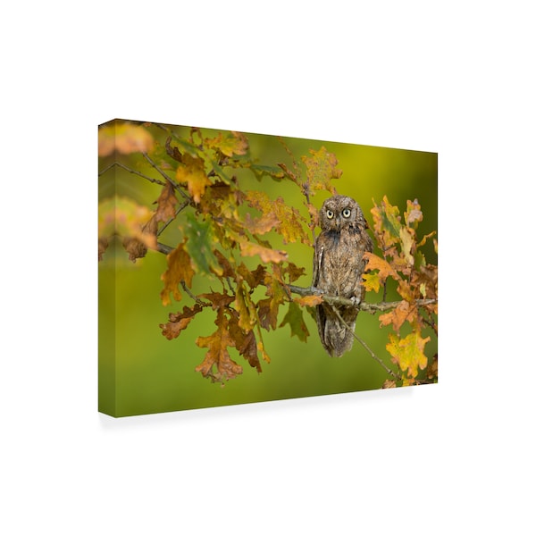 Milan Zygmunt 'Eurasian Scops Owl' Canvas Art,12x19